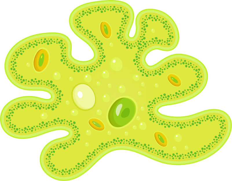 Amoeba Cell