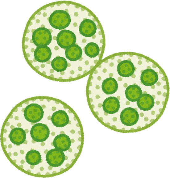 Illustration of Volvox Algae